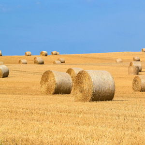 Farm